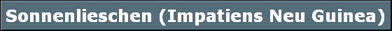 Sonnenlieschen (Impatiens Neu Guinea)
